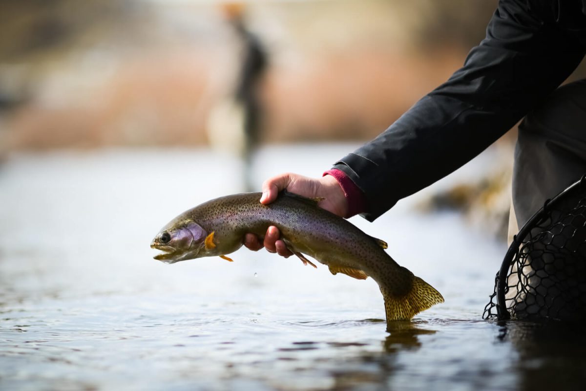 A shot of an angler holding a beautiful trout while fishing in Colorado.